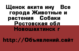 Щенок акита ину - Все города Животные и растения » Собаки   . Ростовская обл.,Новошахтинск г.